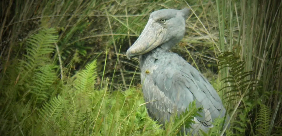 Shoebill Stork in Uganda's Mabamba Bay Wetland
