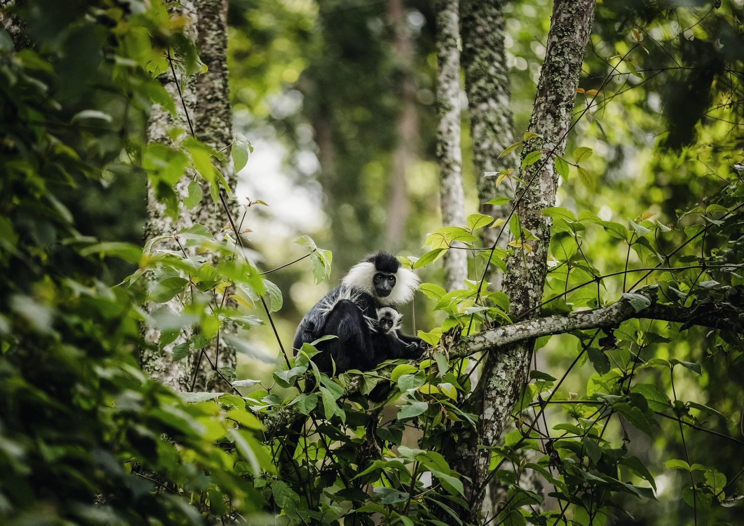 Rwanda Primate Safari
