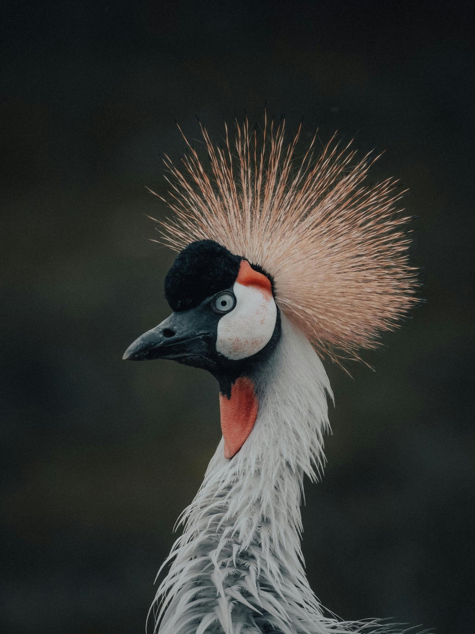 Adventure Activities Safari