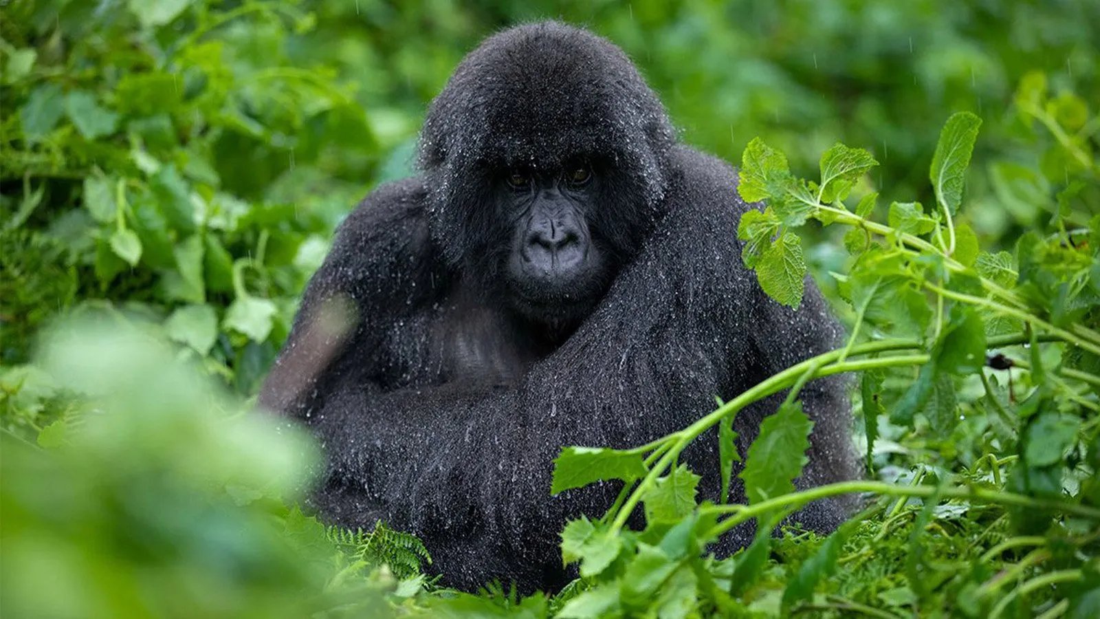 Adventure Activities Safari