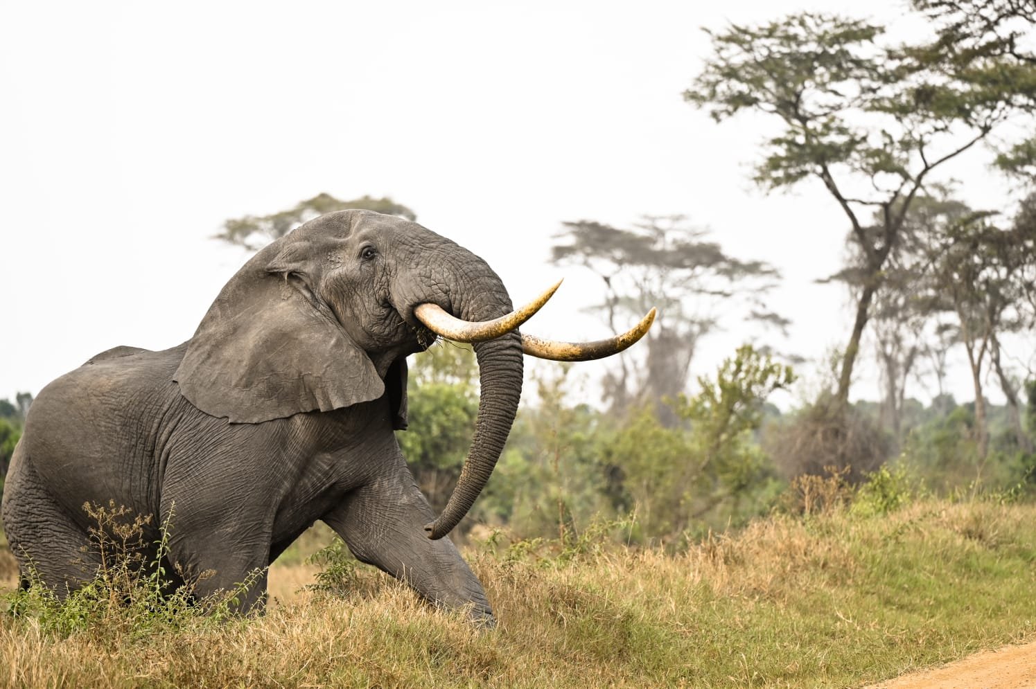 Queen Elizabeth National Park